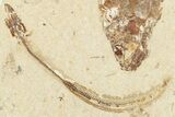 Cretaceous Eel (Enchelion) Fossil - Hjoula, Lebanon #201355-3